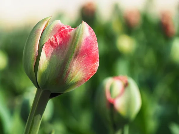 Fundo floral primavera. Bud tulipa ao sol . — Fotografia de Stock