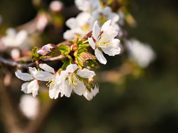 Třešňová Květa na zeleném přírodním pozadí. — Stock fotografie