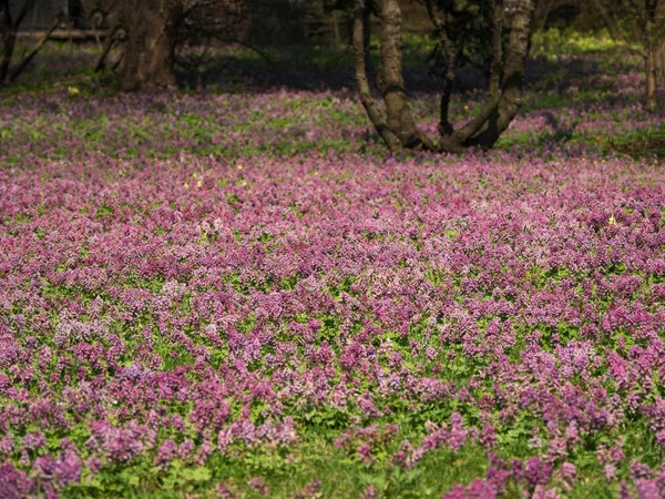 Paarse bloem van Hollowroot. Tapijt roze bloemen. — Stockfoto