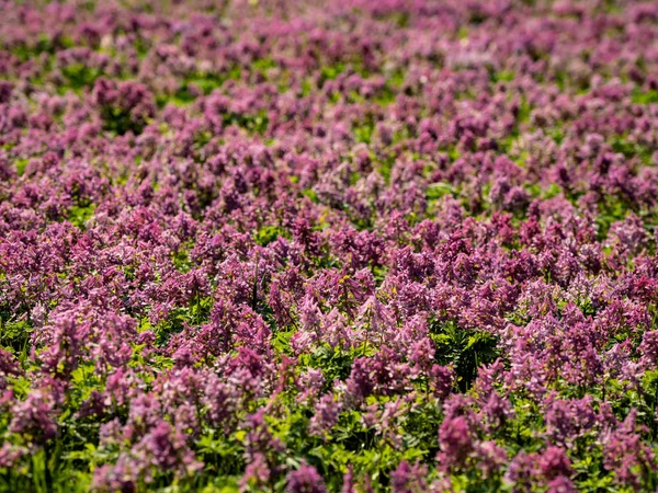 Paarse bloem van Hollowroot. Tapijt roze bloemen. — Stockfoto