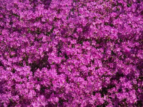 Bloementapijt van bloeiende rododendrons. — Stockfoto