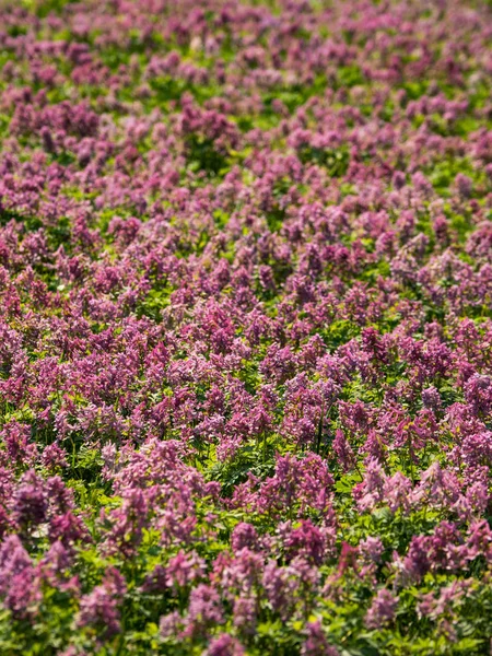 Paarse bloem van Hollowroot. Tapijt roze bloemen. — Stockfoto