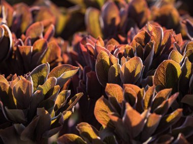 Güneş ışığında genç kahverengi yaprakların dokusu.