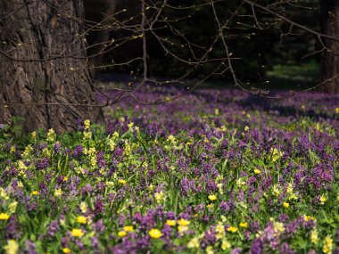 Ağacın tacı altında öğleden sonra gölgesi.