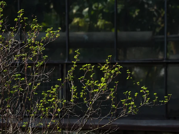Folhas verdes na frente de uma janela escura . — Fotografia de Stock
