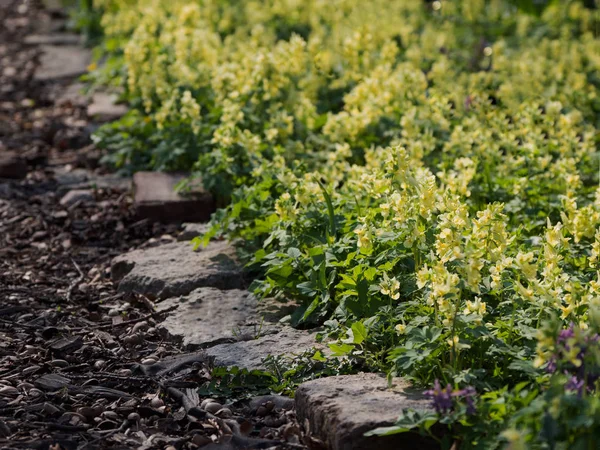 Πέτρινος διάδρομος περιτριγυρισμένος από floral τοπίο. — Φωτογραφία Αρχείου