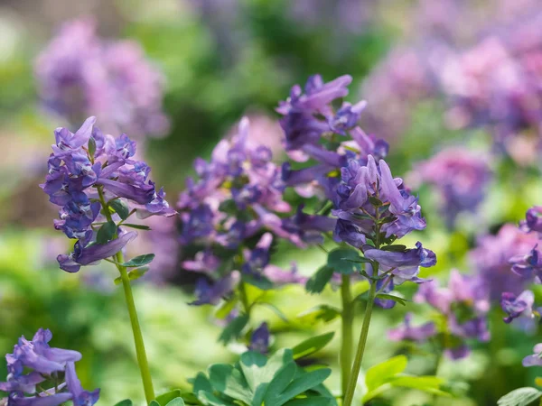 Purpurový Korydalis kvete na jaře v lese — Stock fotografie