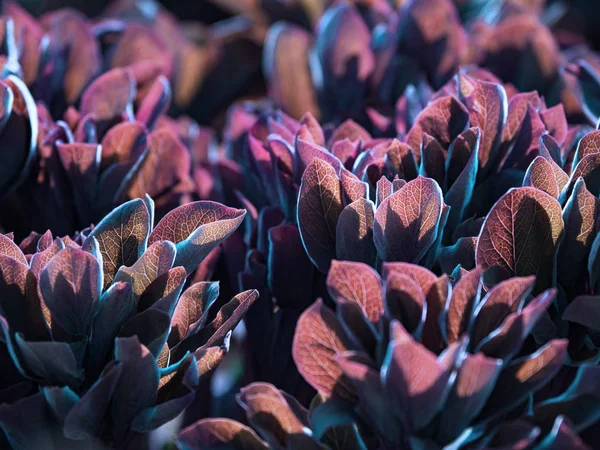 春に植物の若い紫色の葉. — ストック写真