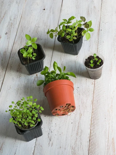 Las raíces de las plantas domésticas comienzan a aparecer a través del fondo de la maceta . —  Fotos de Stock