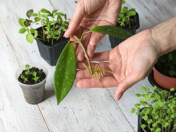 Un corte enraizado listo para plantar. La cría de plantas de interior — Foto de Stock