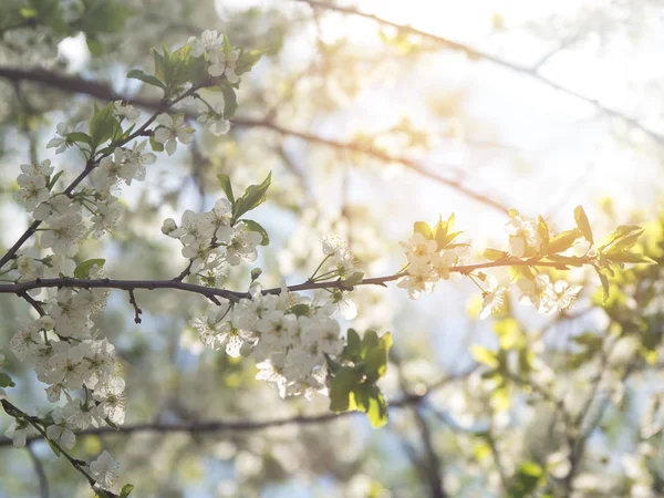 Paprsky slunce skrz větve třešňových květů. Světle jarní pozadí — Stock fotografie