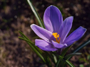 Timsahlar güneşli bir çayırda. Bahar arka planı.