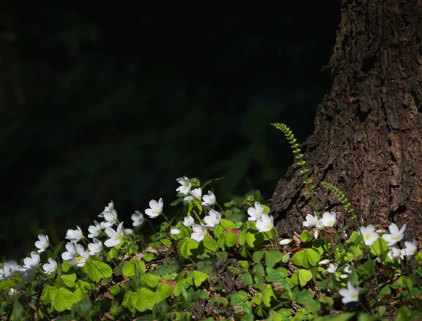 White forest flowers on black natural background.