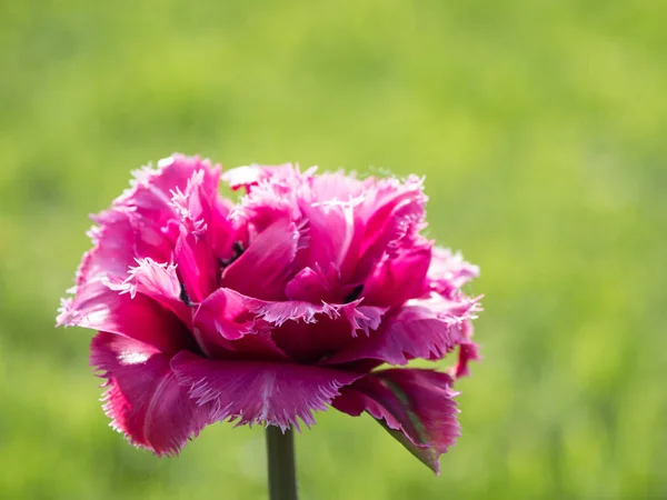 Single pink varietal tulip background. — Stock Photo, Image