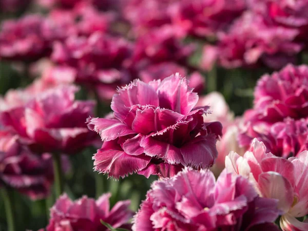 Fundo tulipas varietais rosa. Lindas tulipas . — Fotografia de Stock