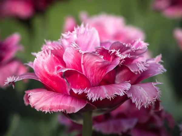Único fundo tulipa varietal rosa . — Fotografia de Stock