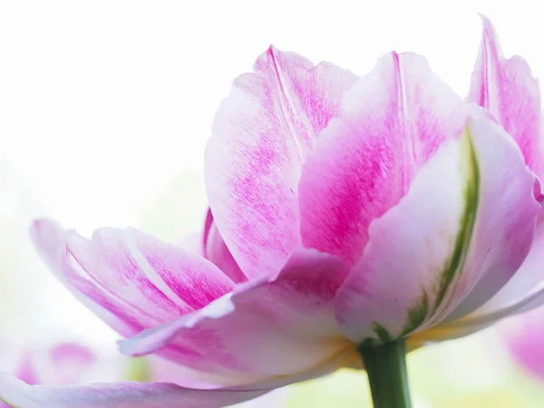 Único fundo tulipa varietal rosa . — Fotografia de Stock