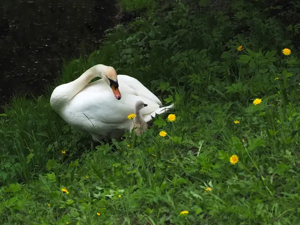 Cisne con una pollita en un prado verde . —  Fotos de Stock