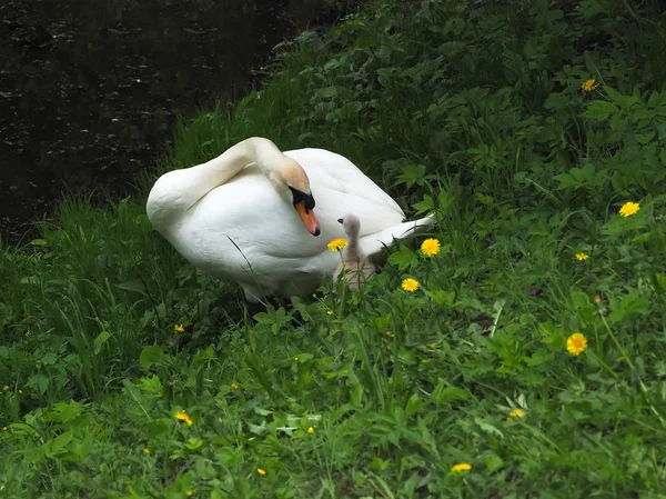 Padre adulto cisne se encarga de un pequeño cisne bebé —  Fotos de Stock