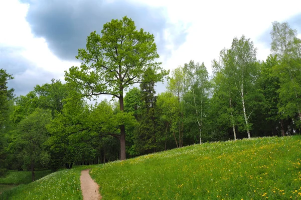 Chemin dans un parc verdoyant vallonné. Paysage printanier . — Photo