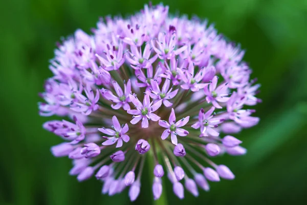 Close up of the blooming purple ornamental onion (Allium hollandicum) — Stock Photo, Image