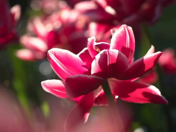 Único Fundo Tulipa Varietal Rosa Lindas Flores Fundo — Fotografia de Stock