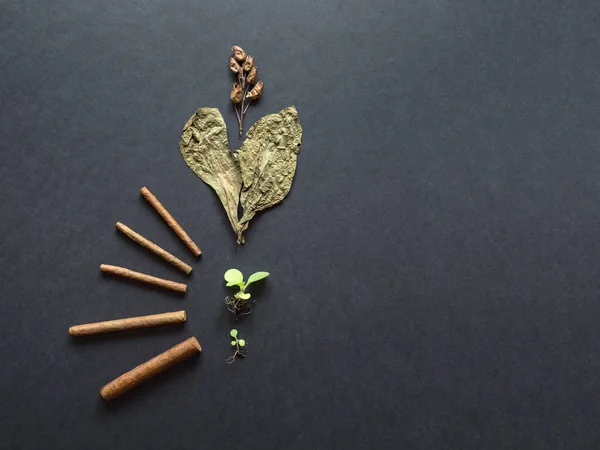 Różne etapy produkcji cygar. Gotowe cygara, liść tytoniu, kiełki tytoniu i nasiona są ułożone na czarnym stole — Zdjęcie stockowe