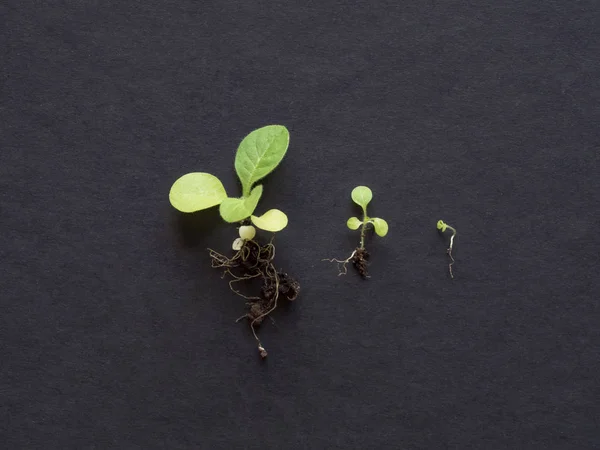 Stadia van de plantengroei. Baby planten groeien in kieming sequentie. Landbouw. Zaailing van tabaksplanten — Stockfoto