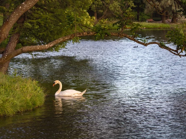 Cigno bianco sullo stagno. Uccelli nel loro ambiente naturale — Foto Stock