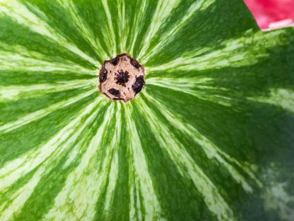 Rijpe watermeloen. Watermeloen Peel achtergrond. Close-up — Stockfoto