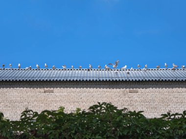 Martılar çatıda arka arkaya oturuyor