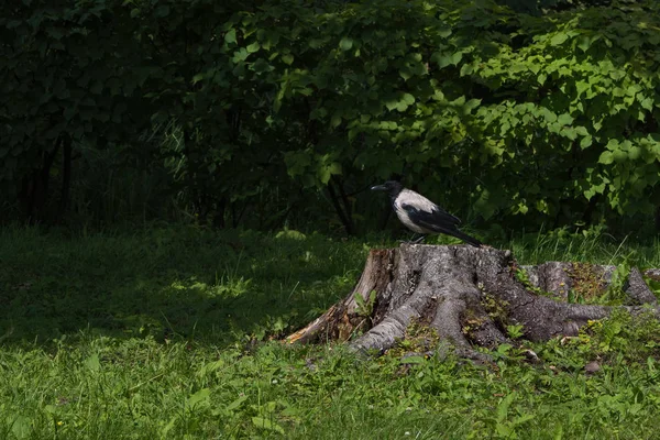 Kraai zittend op een stomp tegen een groen bos — Stockfoto