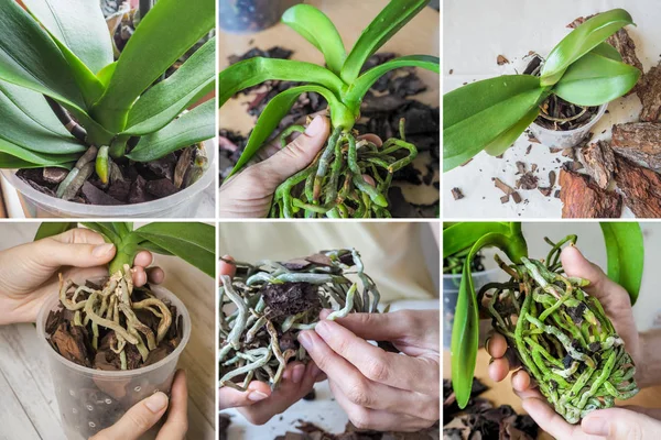 Collage de diferentes imágenes de trasplante de orquídeas — Foto de Stock