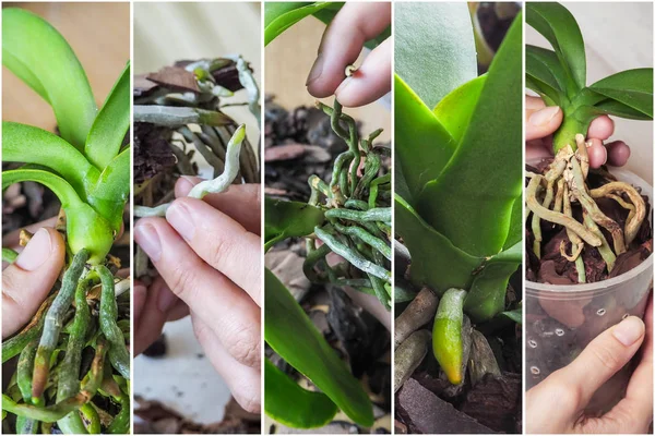 Колаж з різних зображень пересадки орхідей — стокове фото