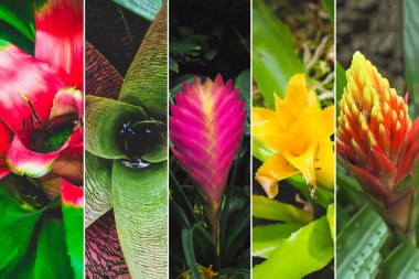 Çiçekler bromeliads farklı resimlerden kolaj. 