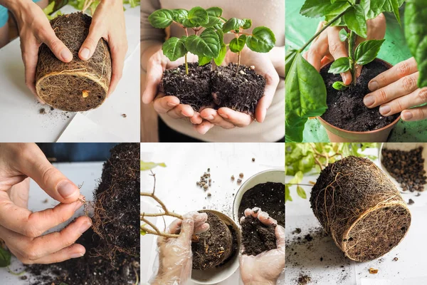 Collage met planten transplantatie. Indoor Tuinieren — Stockfoto