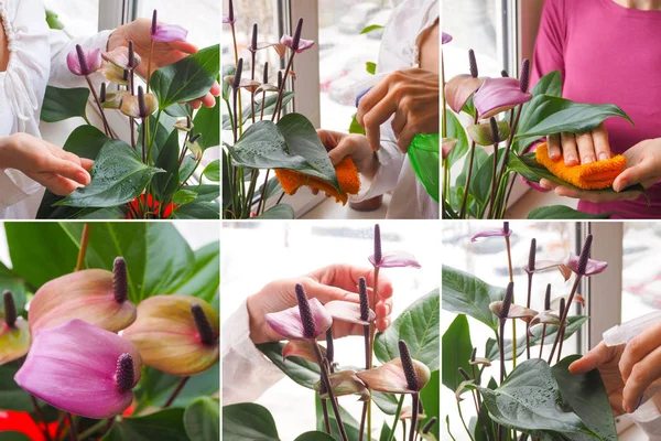拼贴从不同的图片护理室内植物 — 图库照片