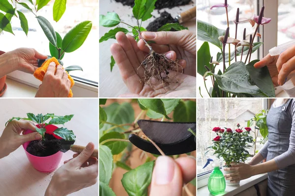 Collage de diferentes fotos de cuidado de las plantas de interior — Foto de Stock