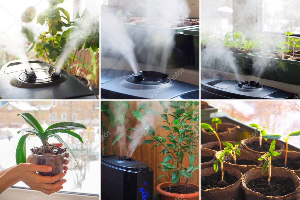 Collage from different pictures of humidification for cultivation of flowers. The steam from the air humidifier in the room
