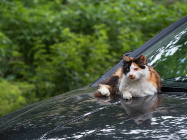 Hasta kedi arabanın kaputunda güneşleniyor.