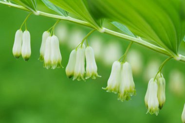 Yeşil çiçek arka plan. Çiçek ve yeşil yaprakları ile Eurasian Solomon mühür bitki polygonatum multiflorum