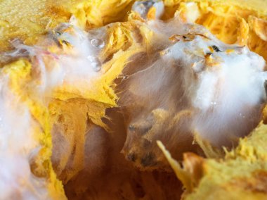 Balkabağındaki küf. Sebzelerin uygunsuz depolanması.