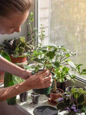 Kapalı alanda çiçekçilik. Kuru yaprakların çıkarılması.