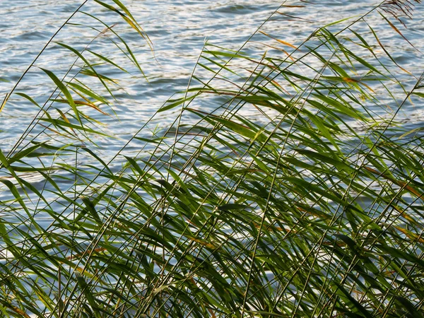 Fondo natural con hojas de caña cerca del agua — Foto de Stock