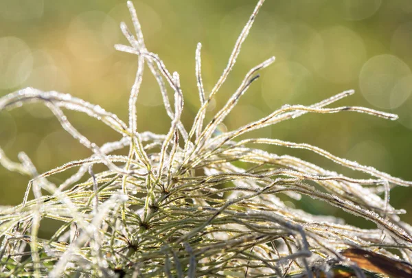 Zima mroźny abstrakcyjne naturalne tło. — Zdjęcie stockowe