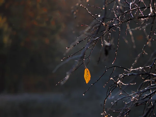 Una foglia gialla su un ramo di autunno . — Foto Stock