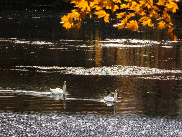 Due cigni nel parco autunnale — Foto Stock