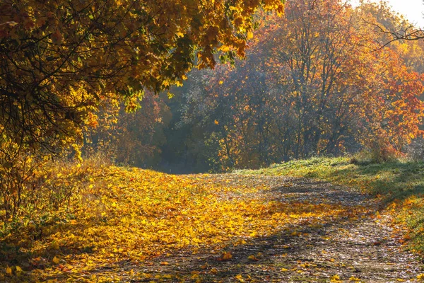 Осенняя дорога в парке. Солнечный природный фон — стоковое фото