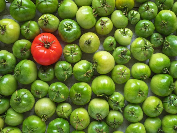 One red tomato among many green unripe ones