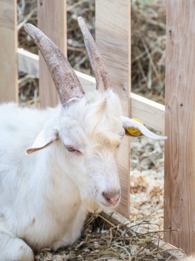 Ahırdaki beyaz çiftçi çocuk.